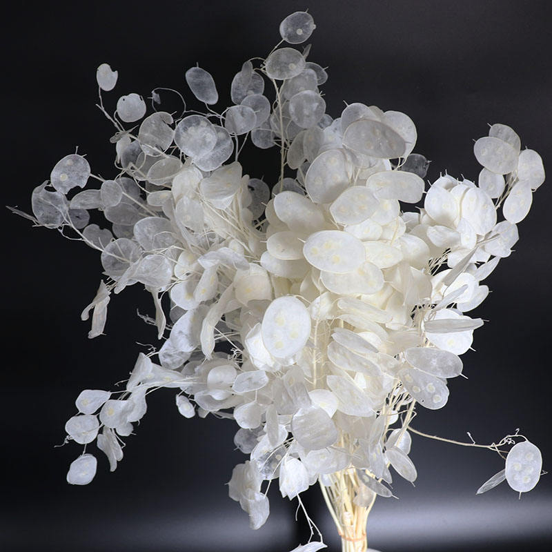 Eucalyptus Preserved - Konservierte Lunaria-Blumen für Hochzeitsarrangements, Eukalyptusblätter, echte