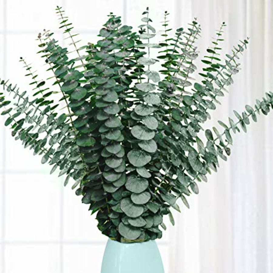 Eucalyptus Preserved - 20 Stück Konservierte Getrocknete Eukalyptus-Stiele, 17