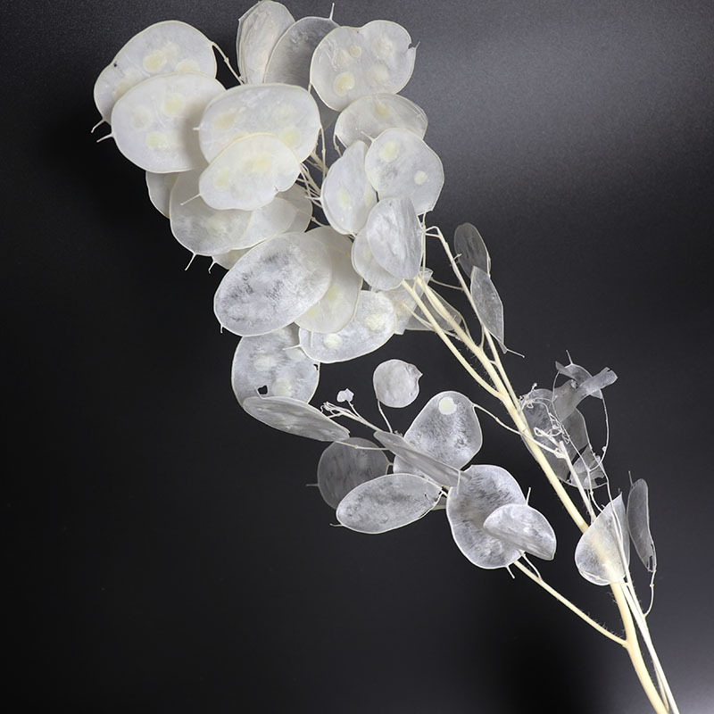 Konservierte Lunaria-Blumen fü – Eucalyptus Preserved Bewertung und Preis