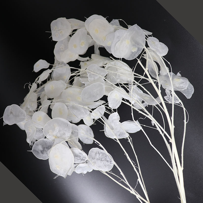 Konservierte Lunaria-Blumen fü – Eucalyptus Preserved Bewertung und Preis