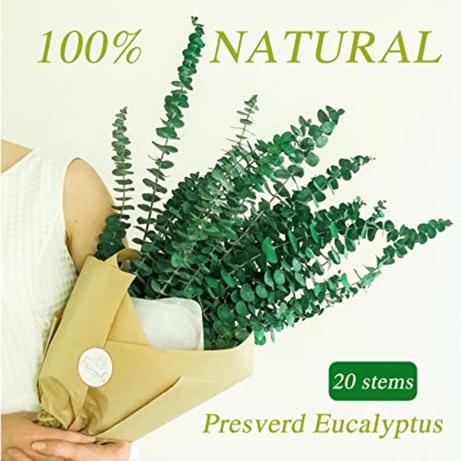 20 Stück Konservierte Getrockn – Eucalyptus Preserved Bewertung und Preis